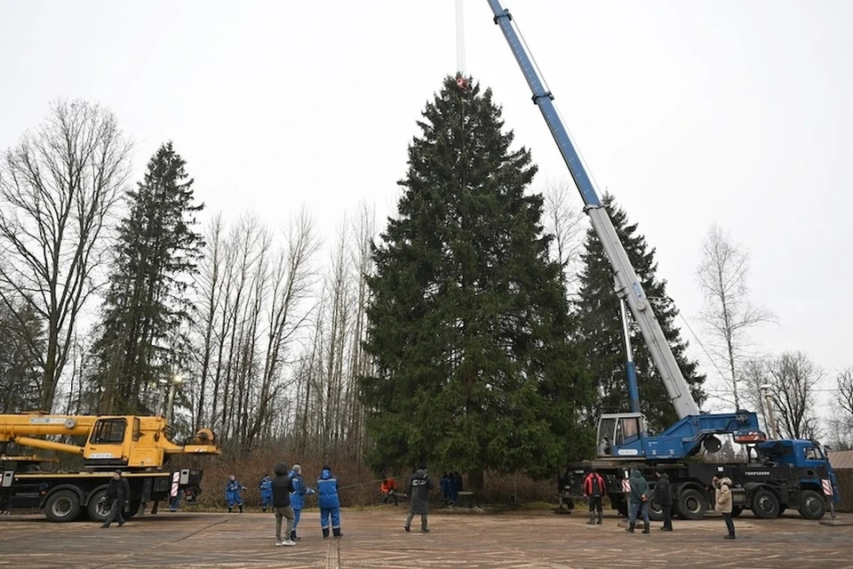 РИАН: Нашедшему главную новогоднюю ель РФ лесничему подарили машину