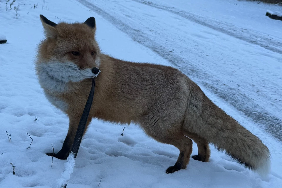 Животное пропало в районе Пискаревского проспекта. Фото: vk.com/spb_today
