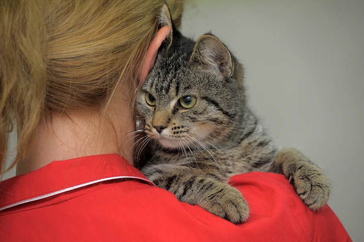 Способность управлять людьми заложена у кошек в генах: Ученые раскрыли три главных секрета мурлык