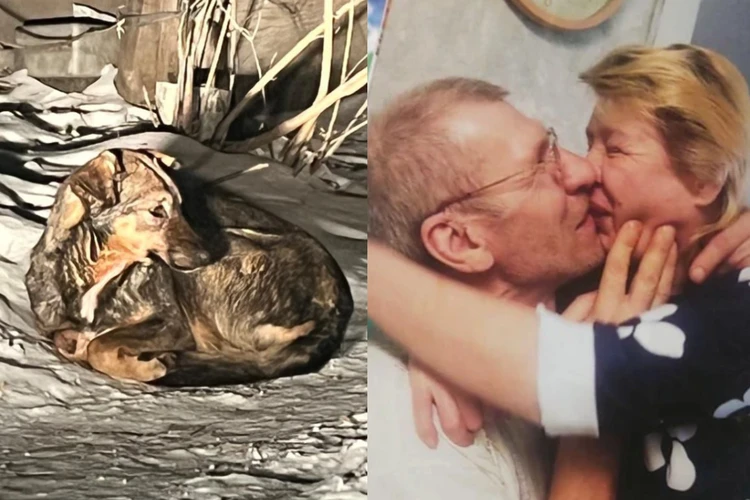 «Они окружили ее, разодрали пуховик»: новосибирец спас женщину от бродячих собак, которые насмерть загрызли его невесту