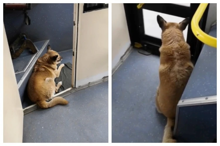 Забирается в кабину и едет: в депо «Крымтроллейбуса» живет собака-путешественница