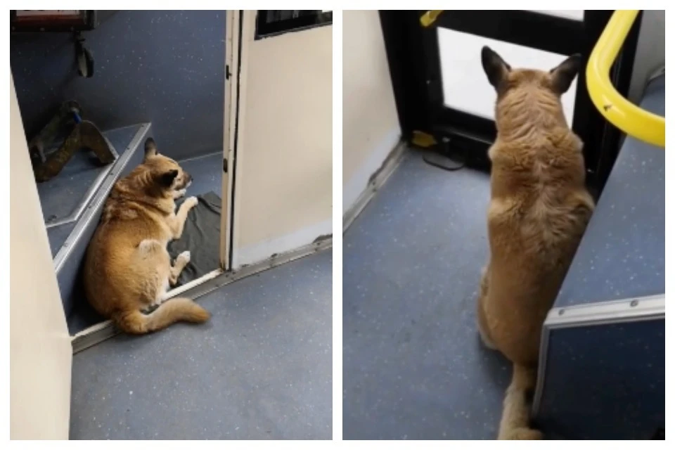 Сейчас Жуже около семи-восьми лет.