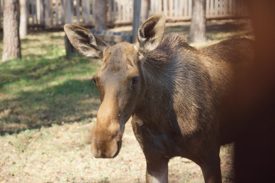 По требованию прокуратуры, в доход федерального бюджета перечислена компенсация за нанесенный природе вред.