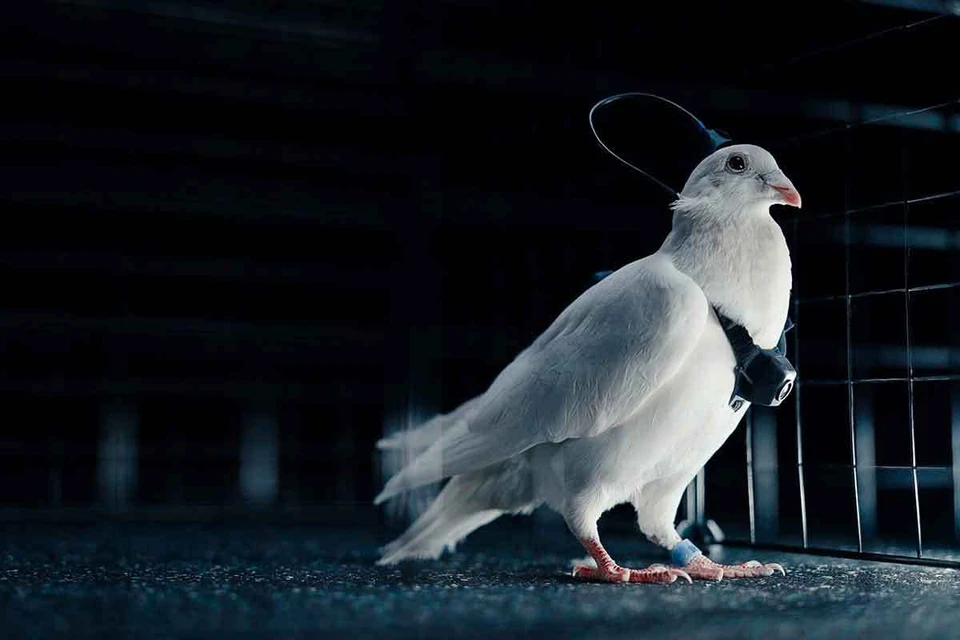 Neiry представляет птиц-биодронов. Фото Neiry