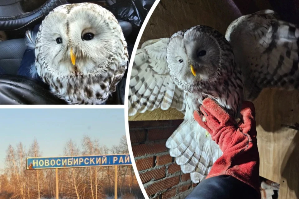 Волонтеры выпустили сову, которую спасли на трассе. Фото: Владислава Сидорова