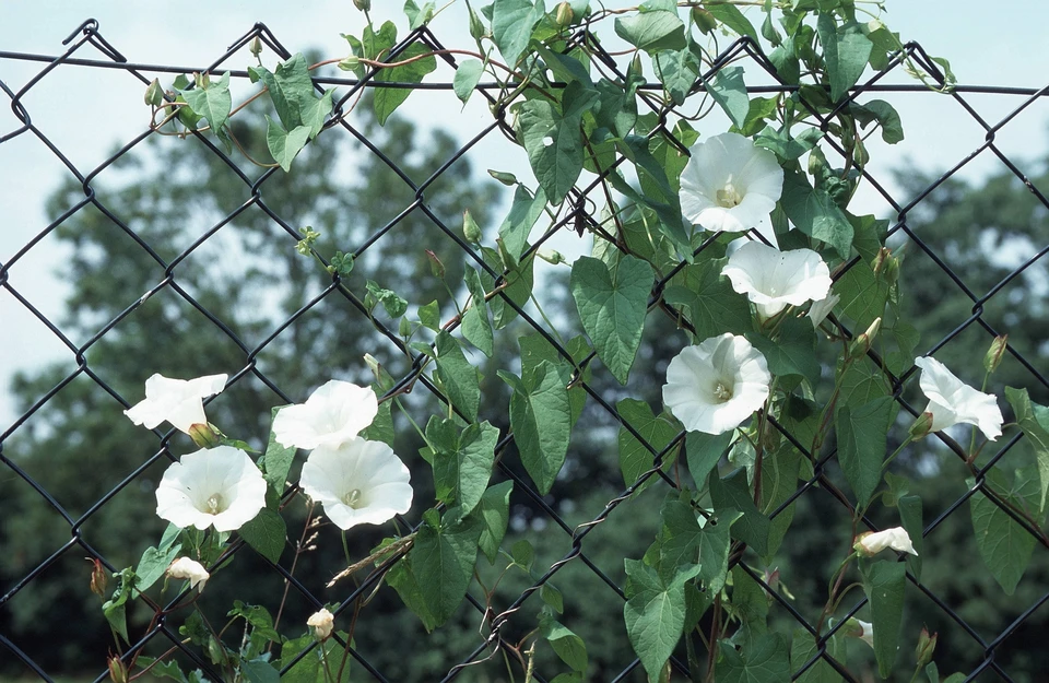 Адвокат Слезкина предупредила об уголовной ответственности за выращивание ипомеи трехцветной