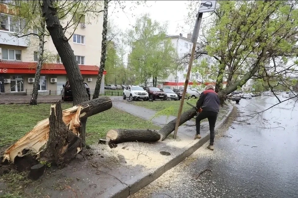 Более 50 поваленных деревьев Фото: канал МАХ Ивана Носкова