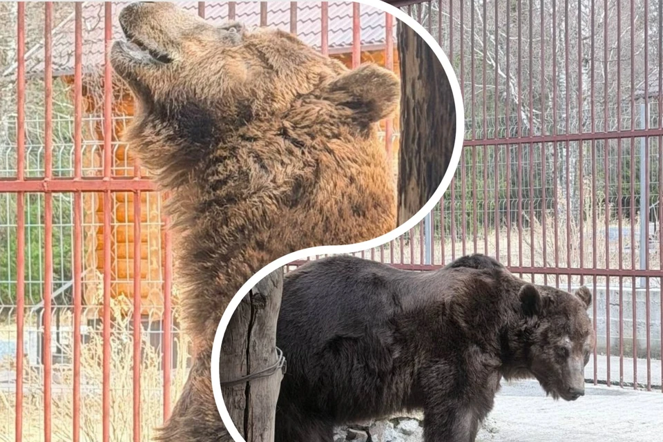 Фото: группа ВКонтакте https://vk.com/bearstepan
