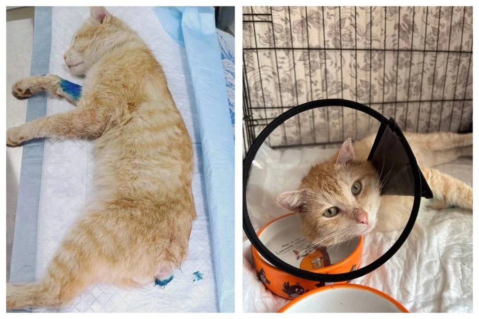 В Братске рыжему коту Филе оторвали хвост и сломали лапу. Фото: предоставлено волонтером приюта Лилией