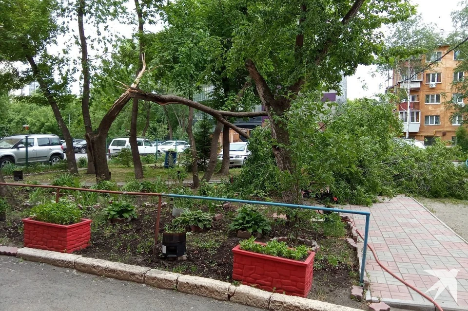 Во дворе на улице Восточной сильный ветер сломал дерево Фото: читатель «КП»