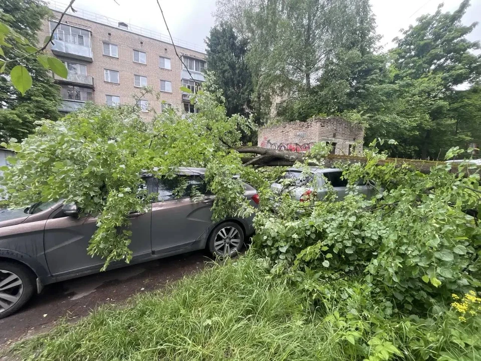 В Обнинске упавшее дерево повредило несколько машин.