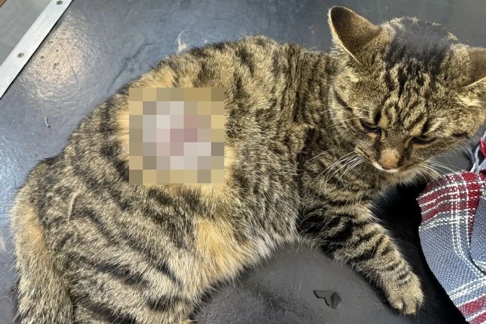 В трехлетнего кота по имени Барсик выстрелили в Кировском районе Новосибирска. Фото: предоставила Юлия.