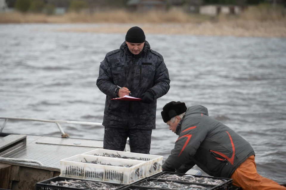 На Дону зафиксировали снижение запасов отдельных видов рыб.