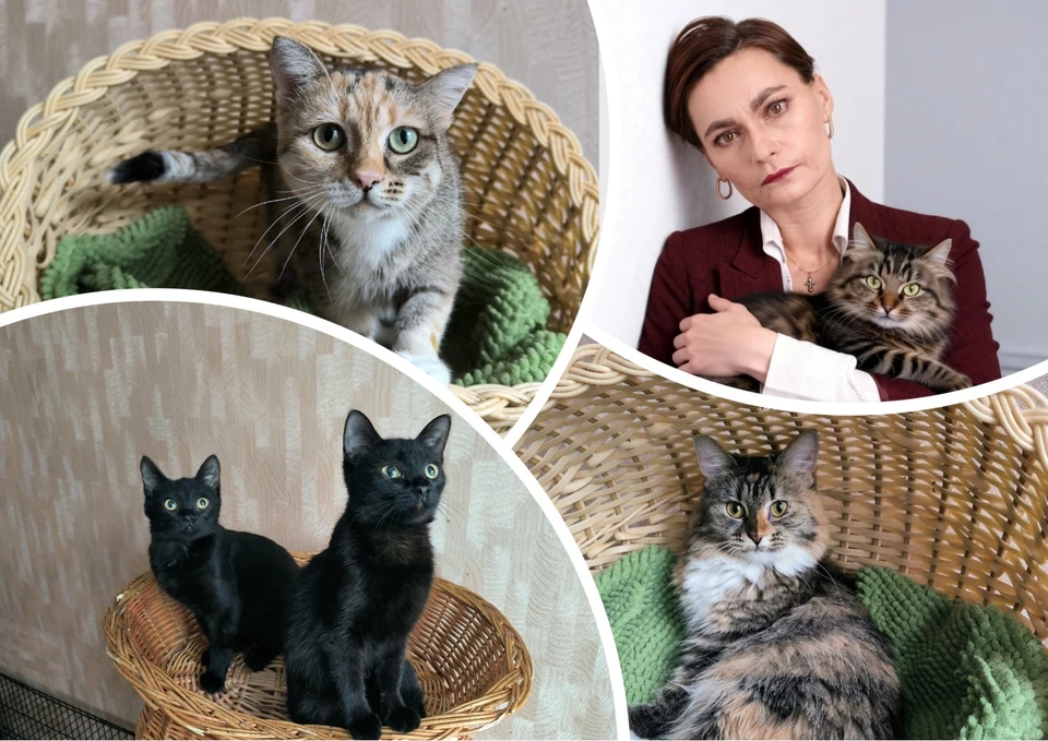 Фото: Ради Натальи. Забота о её кошках/Вк.