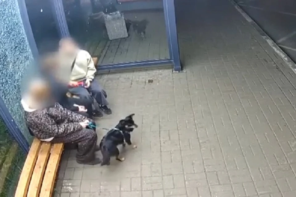Присутствие на остановке людей вандала не смутило. Фото: УМВД РФ по Ярославской области