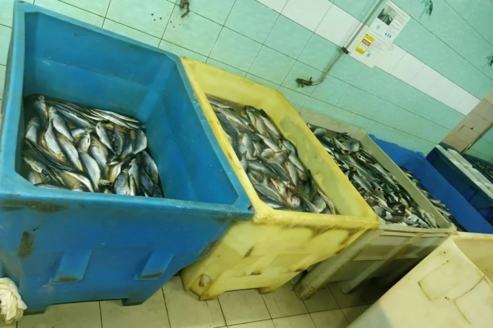 Производителя рыбной продукции в Красноярске уличили в многочисленных нарушениях. Фото: краевой Роспотребнадзор.