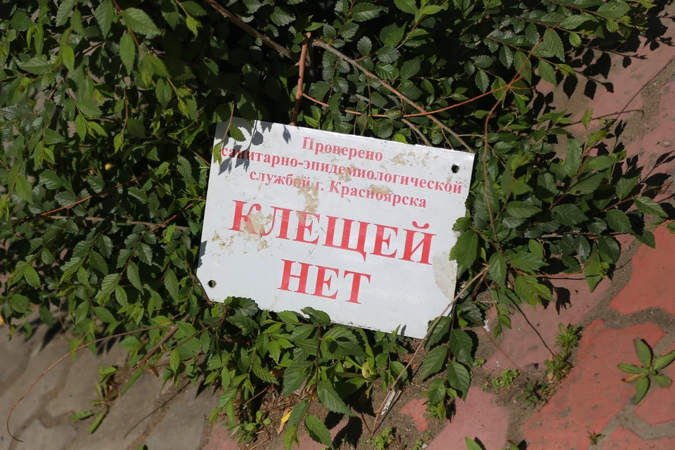 Как защищают детей от клещей в летних лагерях, рассказали в Роспотребнадзоре.