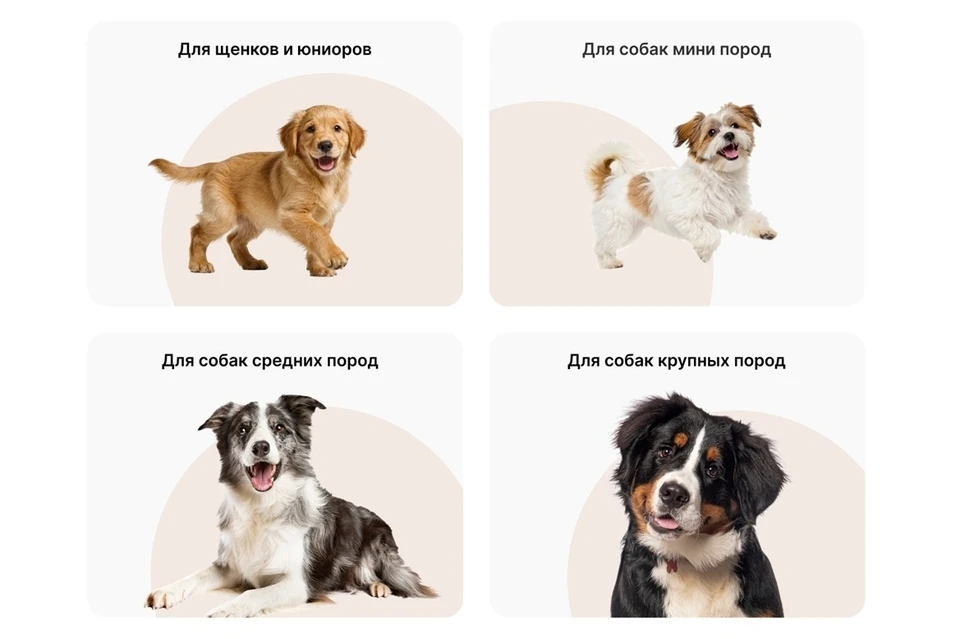 Фото: premier.pet