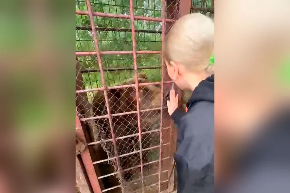 В Приморье спасли медведицу Майю, которую годами использовали для притравки собак