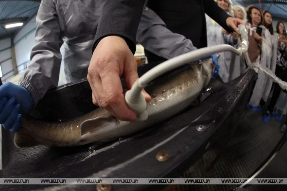 При отслеживании икры у осетров в Беларуси используют и аппарат УЗИ. Фото: БелТА.