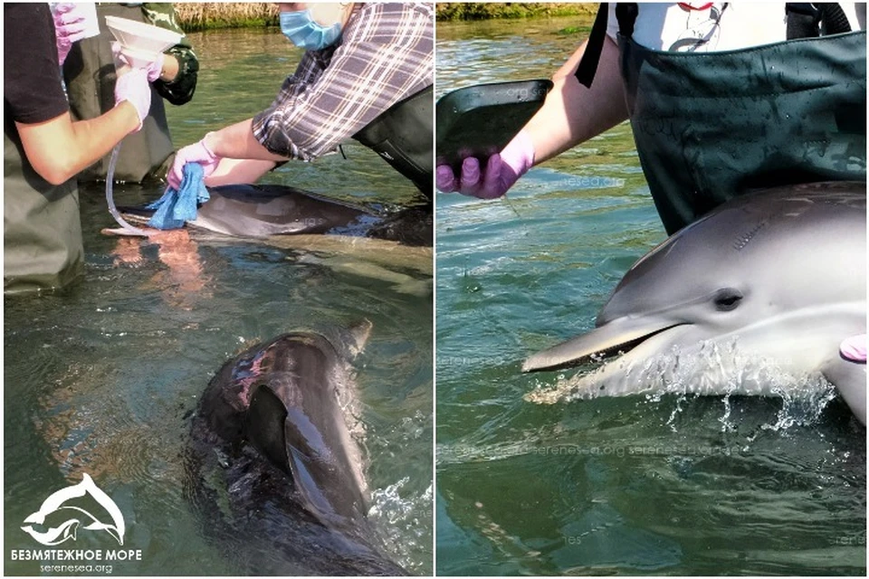 Дельфинов лечат и кормят. Фото: Центр реабилитации дельфинов «Безмятежное Море»/Vk
