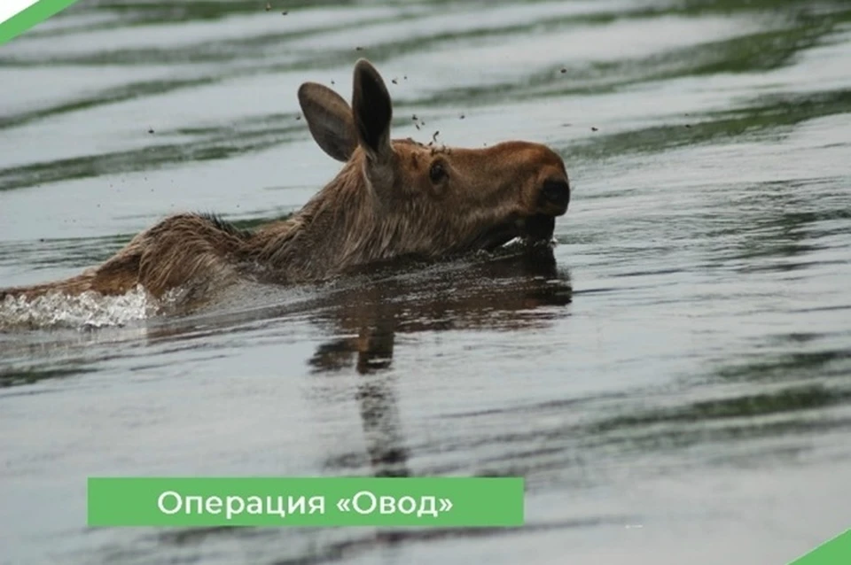 Фото: Природнадзор Югры