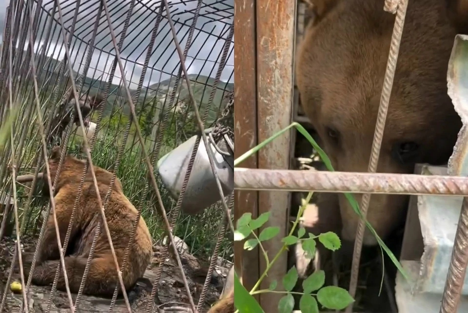 На записи можно увидеть несколько клеток, кое-где прикрытых шифером. Фото: соцсети