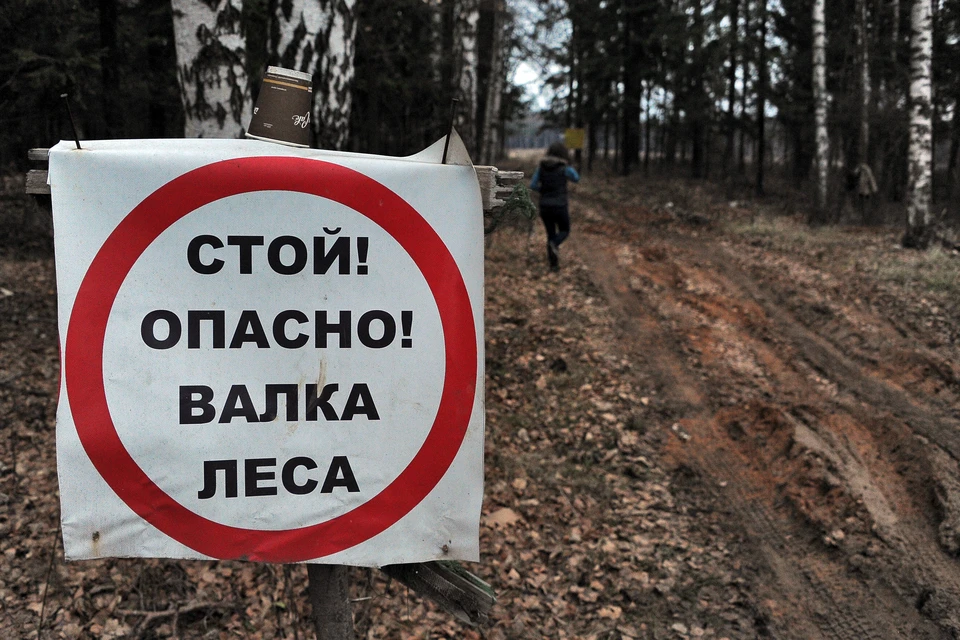 Стартовую цену и заключение контрактов возьмет на себя Главное управление лесного хозяйства