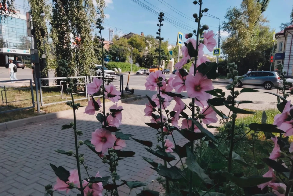 Очередной солнечный день подарит сегодня июль жителям Томска и области