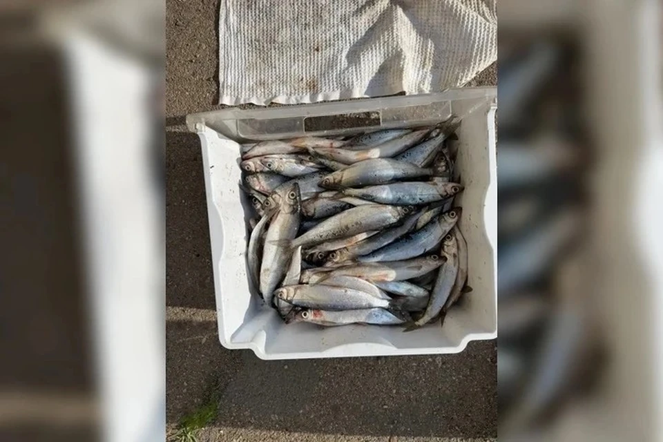 Житель Улан-Удэ незаконно выловил байкальского омуля на сумму более 440 тысяч рублей Фото: Транспортная полиция Прибайкалья