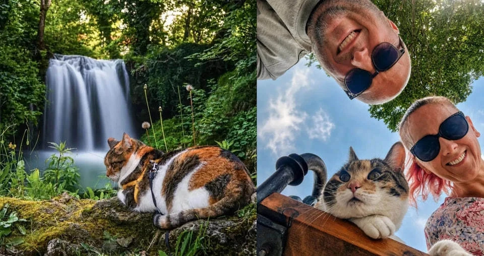 Кошка найдена погибшей