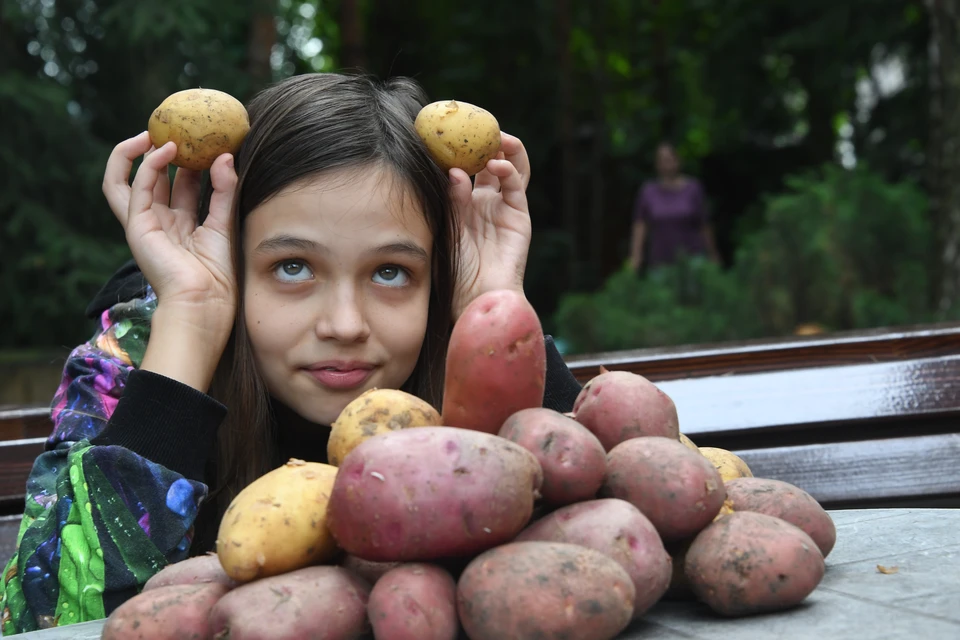 Что с урожайностью картофеля на Кубани