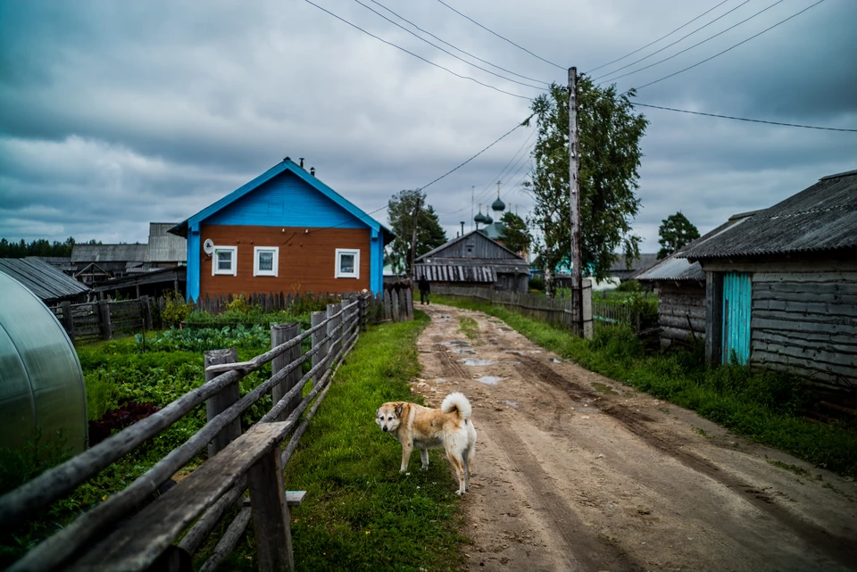 Напавшая на девочку собака была не привязана