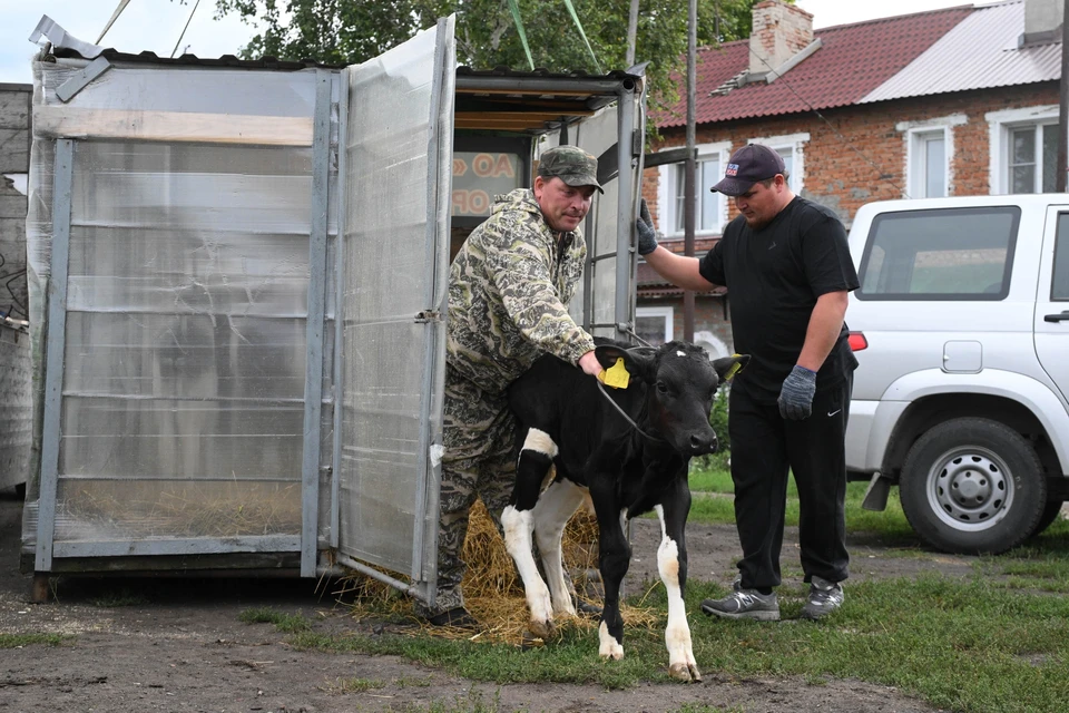 В Новосибирской области семьи начали восстанавливать поголовье скота.