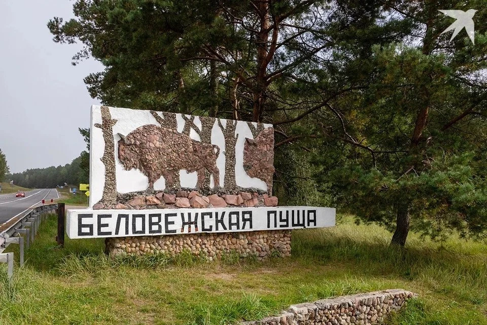 В Беловежской пуще нашли уникальный мох.