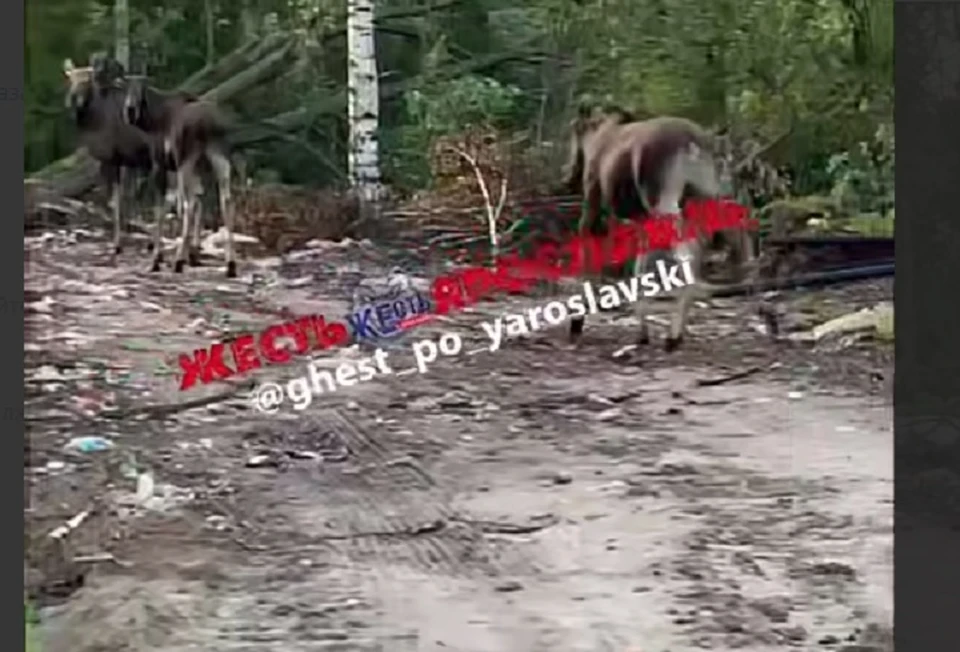 Лосей заметили в Заволжском районе. Фото: Телеграм-канал Жесть Ярославль