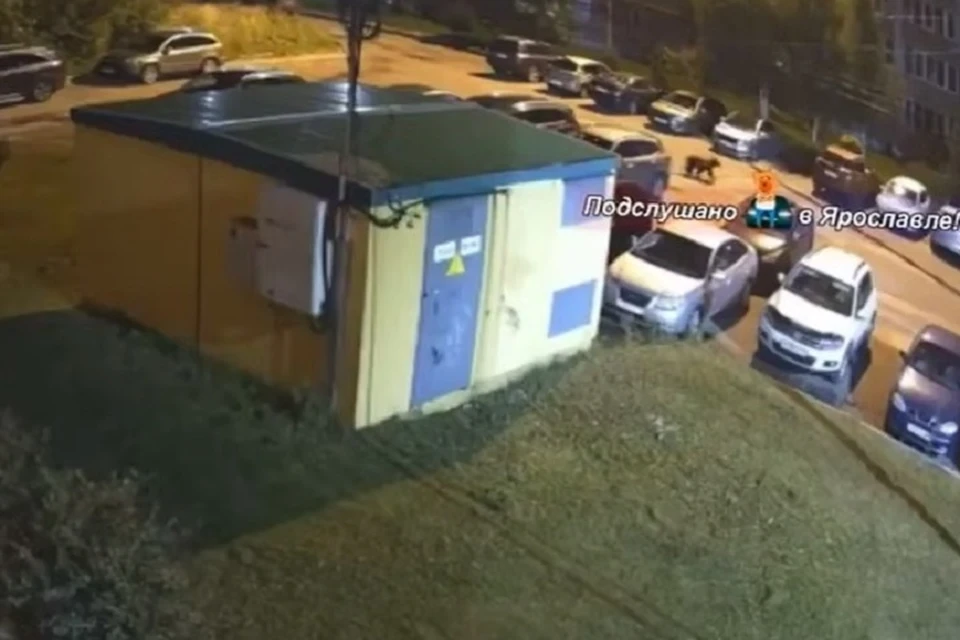 Медвежонок бегал по городу. Скрин видео телеграм-канала Подслушано в Ярославле