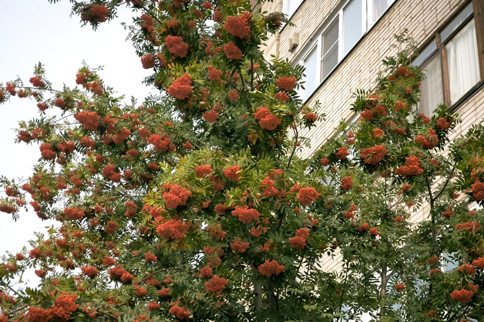 В регионе возможны дожди с грозами