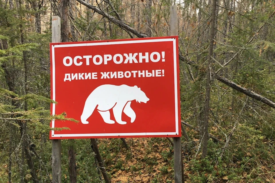 Медведи массово стали выходить из леса к человеку.