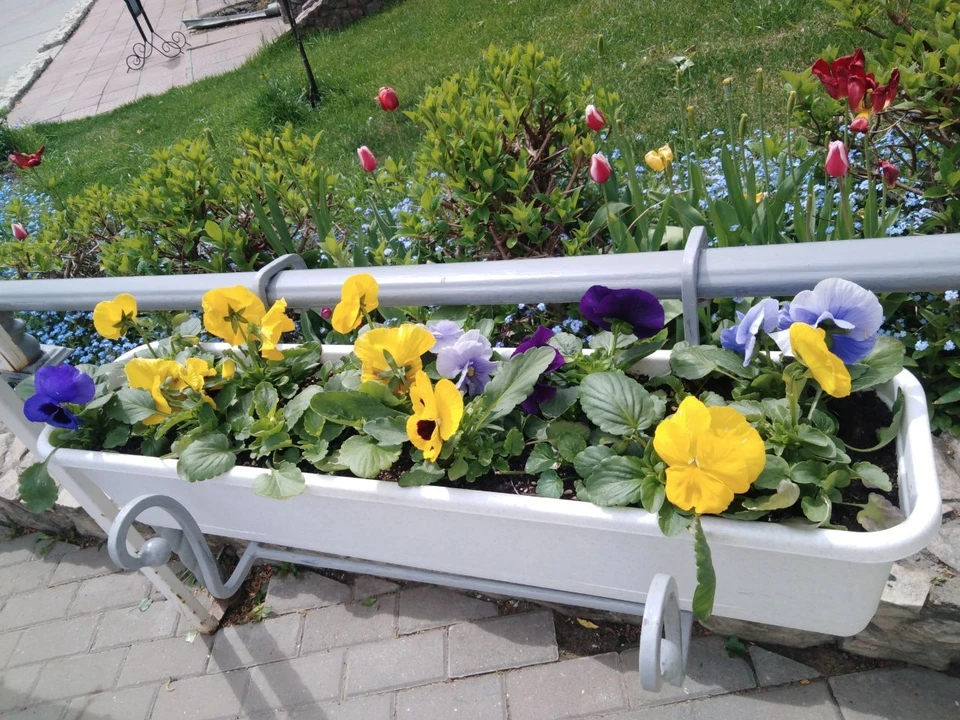 Фото Елены Федяшевой