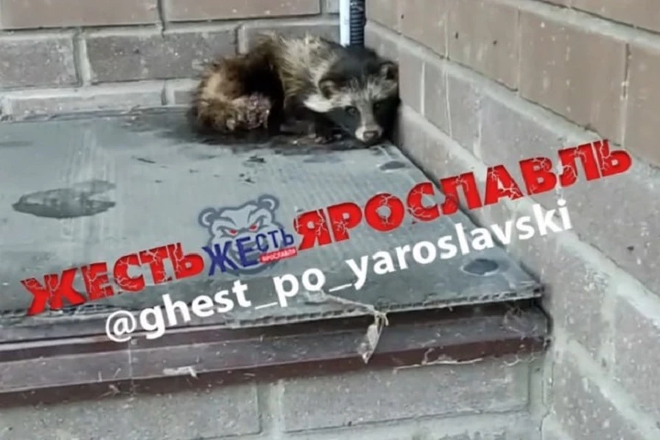 Сейчас зверя лечат ветврачи. Фото: телеграм-канал Жесть Ярославль