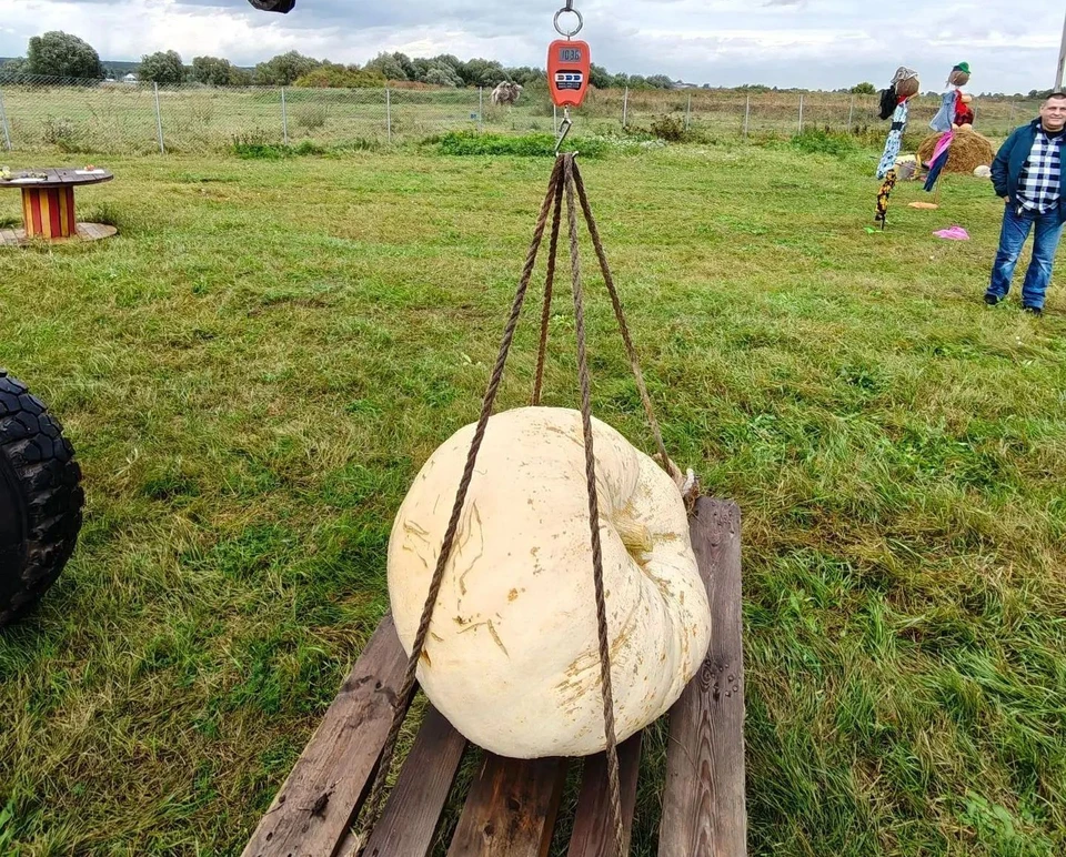 На фестивале урожая под Рязанью определили самые большие тыкву и помидор.
