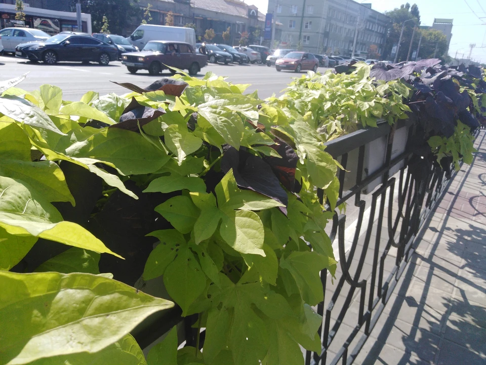 В Белгороде на месте заброшенных гаражей планируют установить каток