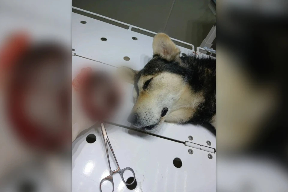 В Нижнеудинске ветеринары удалили собаке опухоль размером с голову Фото: ассоциация ветеринарии Иркутской области
