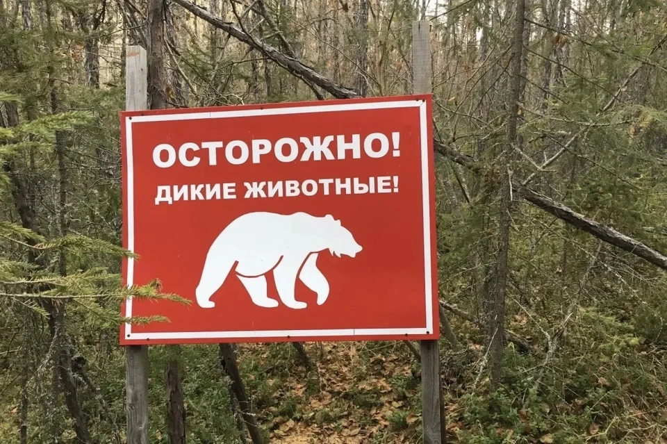 Специалисты просят: не ходите в лес без необходимости!
