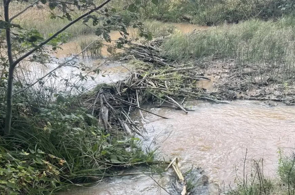 Бобры перекрыли отстойник около водозабора Сережино в Кингисеппском районе. Фото: Леноблводоканал