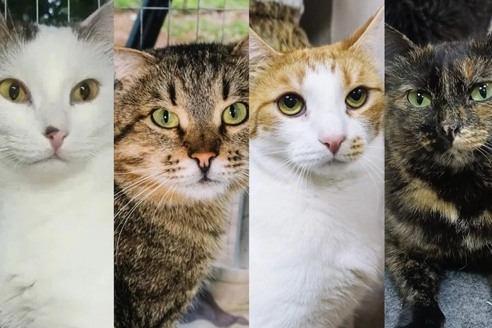 Котики из приюта Ижевска в поисках дома. Фото: котофонд «Спасем вместе».