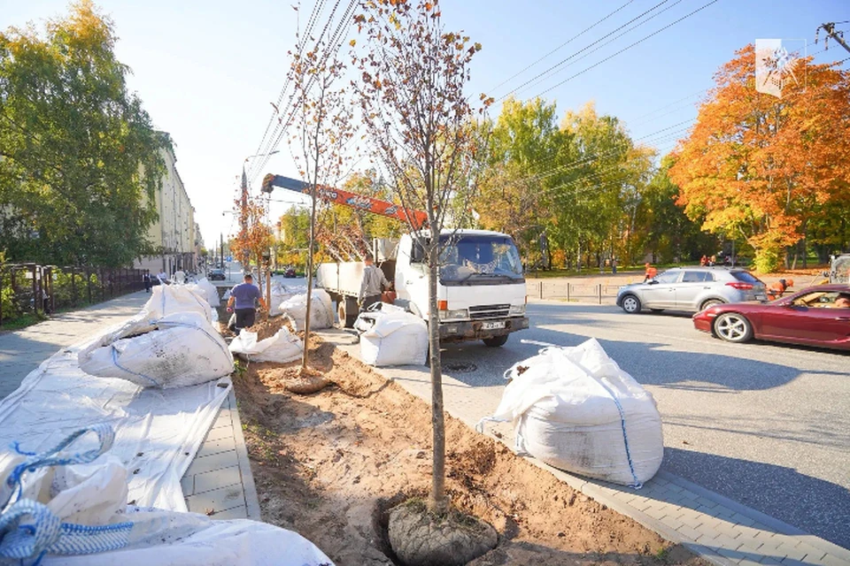 На Советской продолжают озеленение – там высадят 21 липу и 820 кустов дерена. Фото: страница ВК Дмитрия Чистякова
