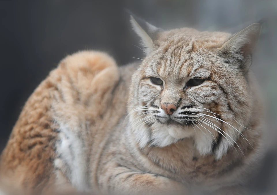 Источник: vk.ru/zooparkabakan. Правообладатель в рамках служебного произведения: ГБУ РХ «Центр живой природы»