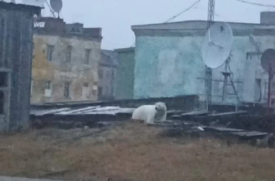 Белый медведь разгуливает по улицам Диксона. Фото: стоп-кадр видео из соцсетей Алексея Членова